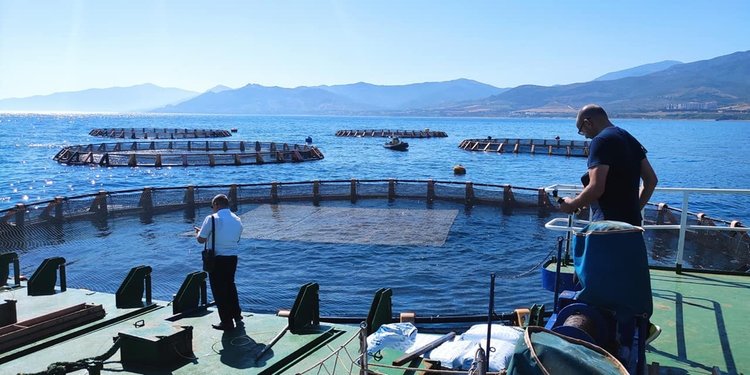 Fishing and aquaculture in Algeria: A value chain weakened by climate disruptions