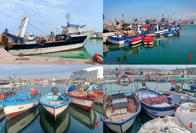 Fishing in Algeria: between the crisis of global stocks and hope for coastal renewal
