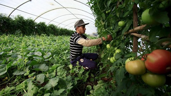 Food resilience: Algeria leads in Africa but productive sovereignty remains to be built