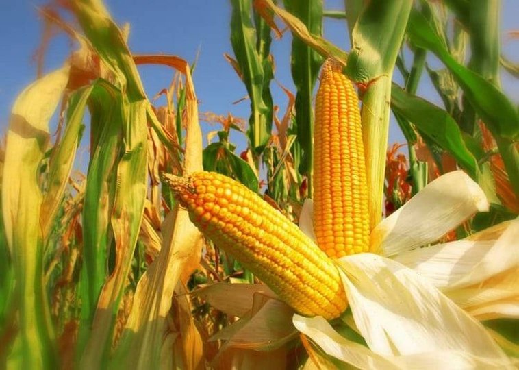 Food Sovereignty: Prospects for Developing the 'Grain Corn' Sector in Algeria - Iqtissad Al Balad