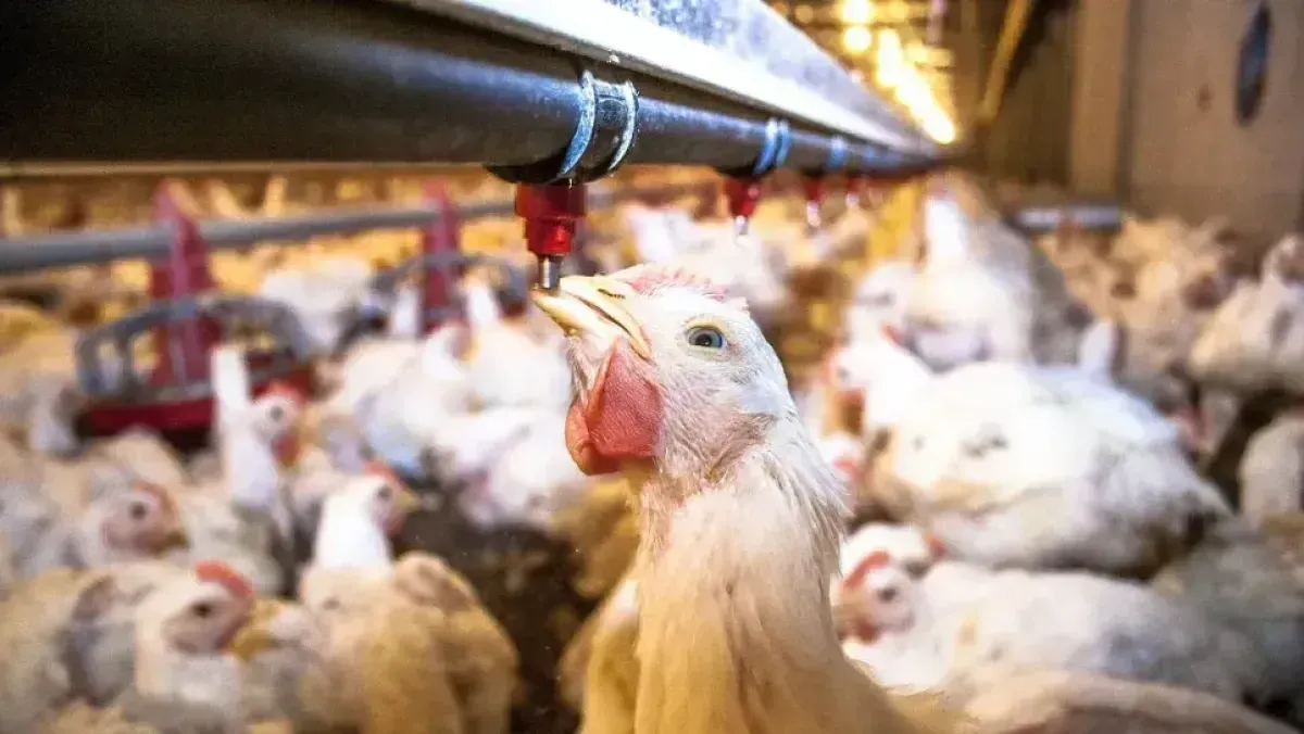 For these reasons, the prices of white meats have risen.. and this is the date of their decline