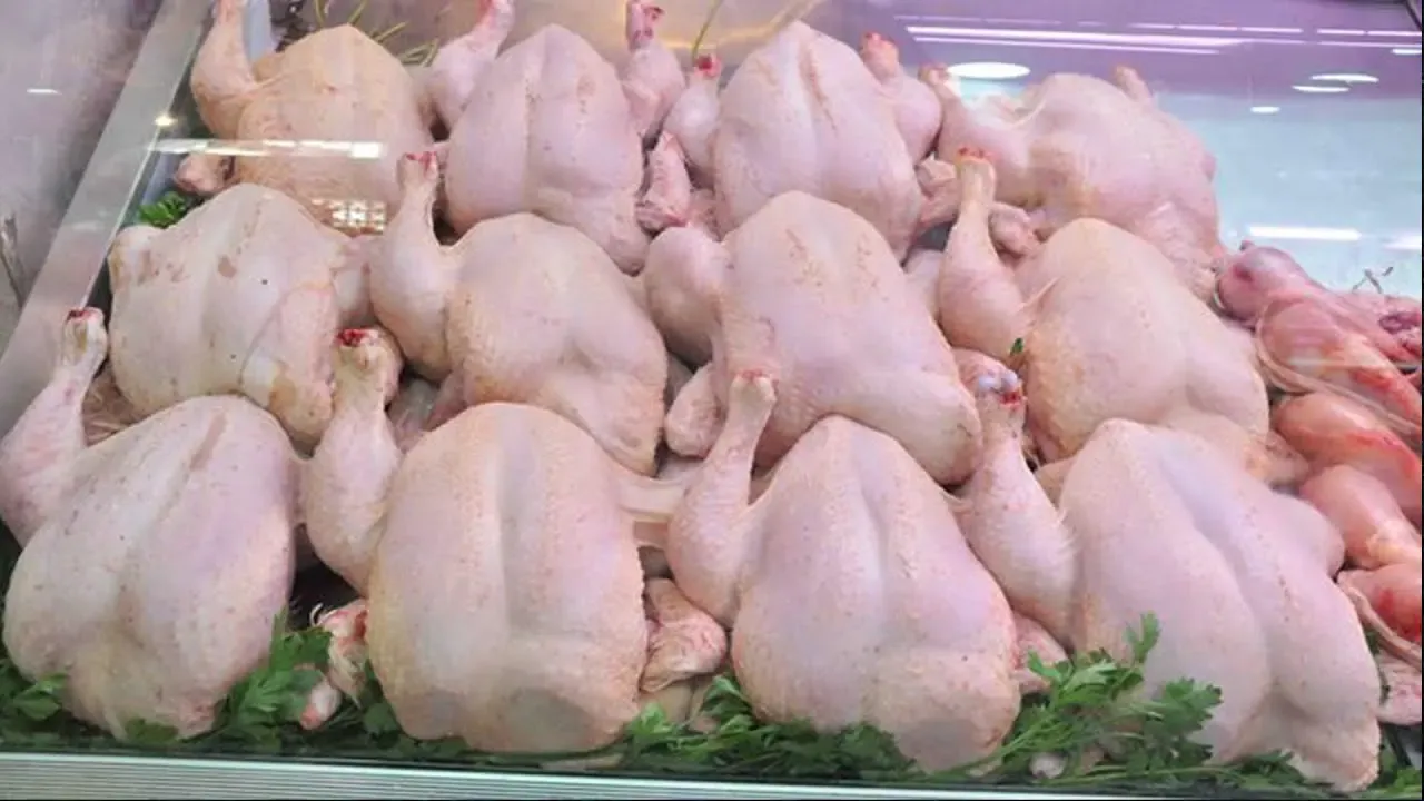 Frozen Chicken Marketing at 330 DZD