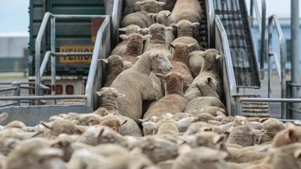 Important statement regarding the import of sacrificial animals