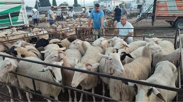 Importation of sheep, control of imported products, fight against speculation: Tebboune's directives to the executive