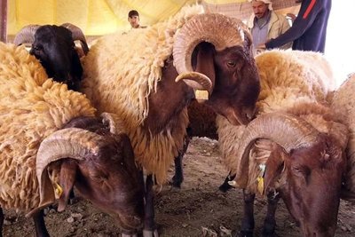 Importing 30,000 heads of genetically improved sheep breeds from Qatar - Iqtissad Al Balad