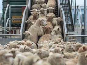 Importing One Million Sheep for Eid al-Adha: Yassine Walid Oversees Coordinating Meeting