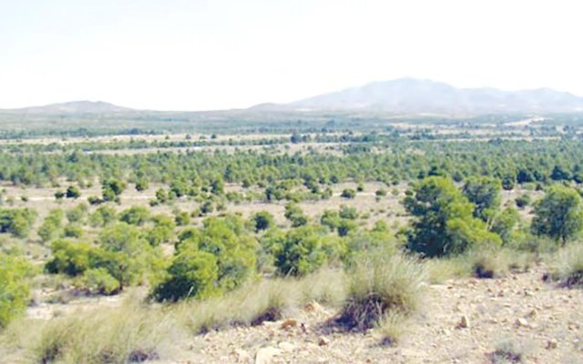 In the territory of the Taguedite steppe: The Green Dam transforms the local landscape
