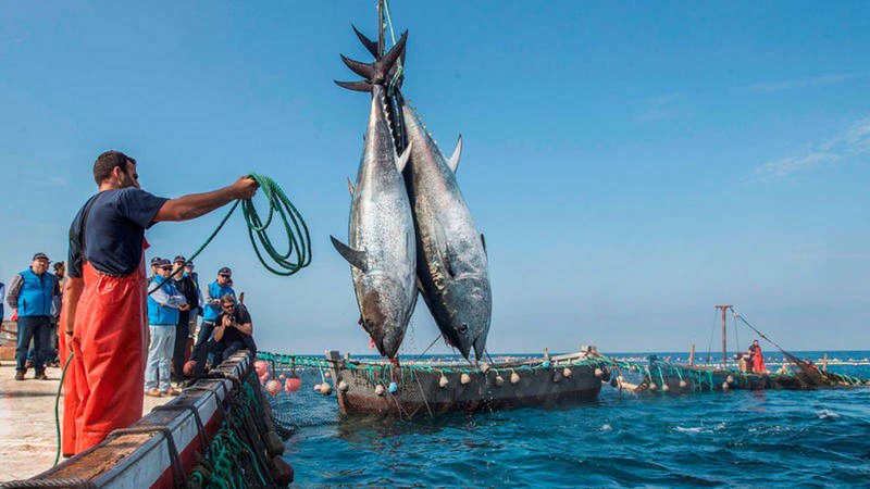 Increase in fishery production to 120,000 tons annually and 115,000 tons for aquaculture - Iqtissad Al Balad