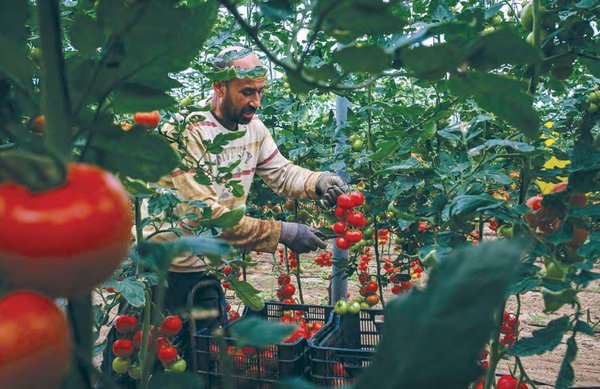 Innovative Saharan Agriculture: Success of Cherry Tomato in El-Meghaïer