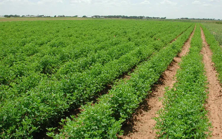 Instructions for Strict Implementation of Legislation in Agricultural Land Purification Files