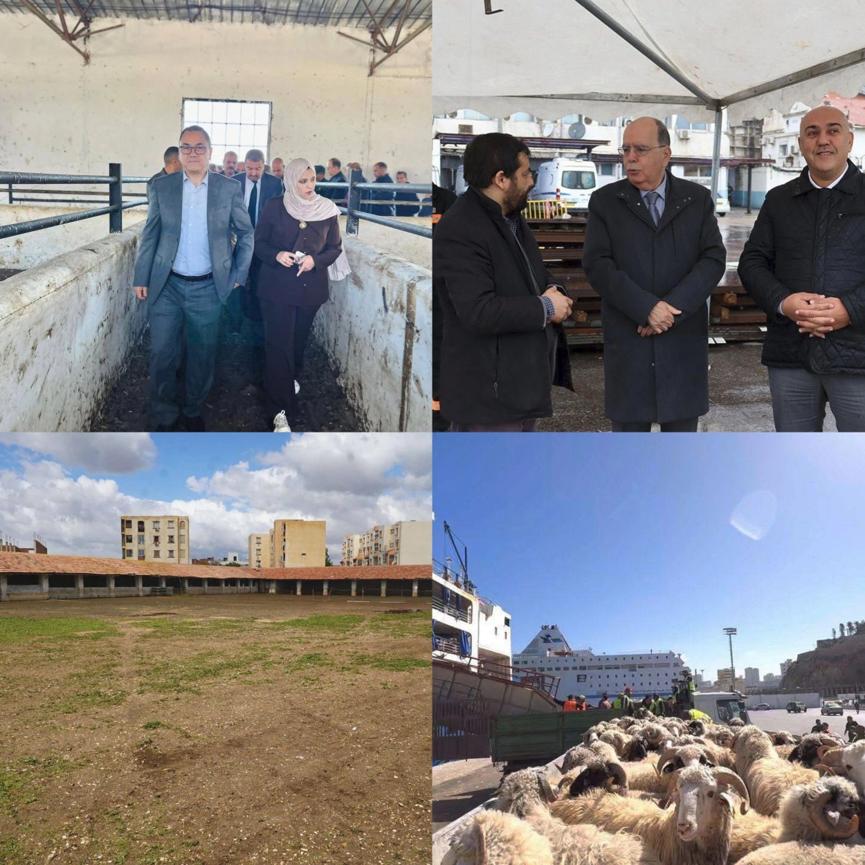 Intensification of preparations for the reception and sale of imported sacrificial animals in anticipation of Eid al-Adha