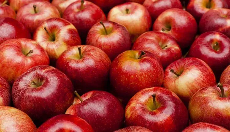 Laghouat and Aflo produce more than 12,000 quintals of apples