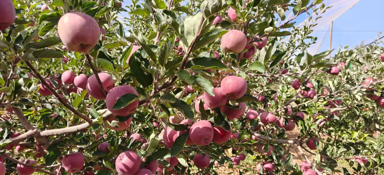 Launch of the apple harvesting campaign amid expectations of a crop nearing 1.6 million quintals