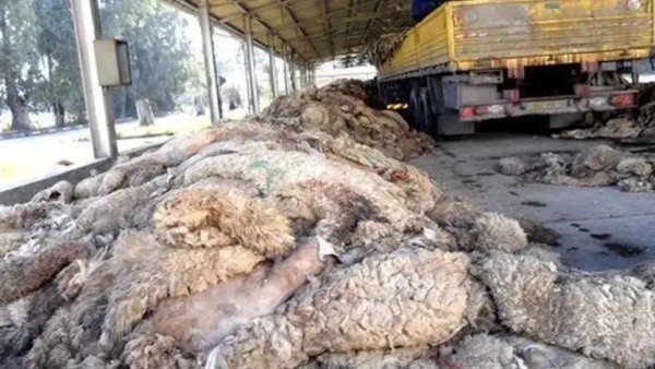 Launch of the National Campaign for Collecting Skins and Wool of Eid al-Adha Sacrifices