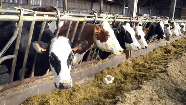 Livestock farming in Algeria: a vital pillar without economic architecture