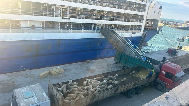 Mers El Kébir Port Receives New Shipment of 36,500 Heads of Sheep