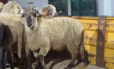 Minister of Agriculture Reveals Measures for Monitoring Imported Sacrificial Animals - Iqtissad Al Balad
