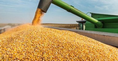 Ministry of Agriculture Prepares to Import 1.15 Million Tons of Corn