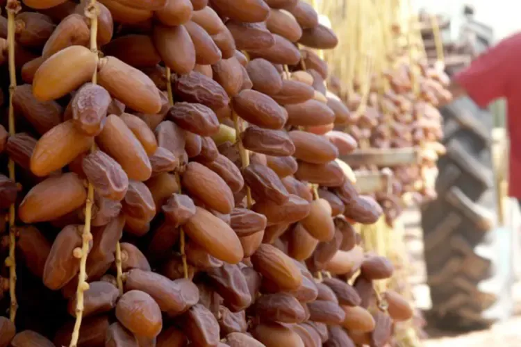 Ministry of Agriculture's Plan to Modernize and Enhance the Date Sector