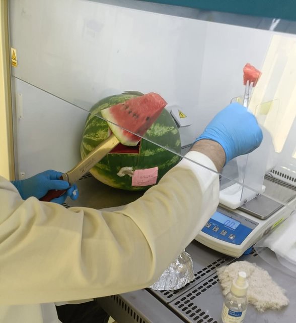 Ministry of Interior: Laboratory tests confirm the safety of watermelon and refute circulating claims