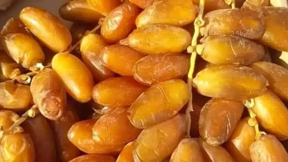National Date Exhibition Organized from October 29 to 31 in Biskra