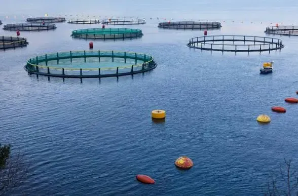 New Facilities for Acquiring Fishing Equipment