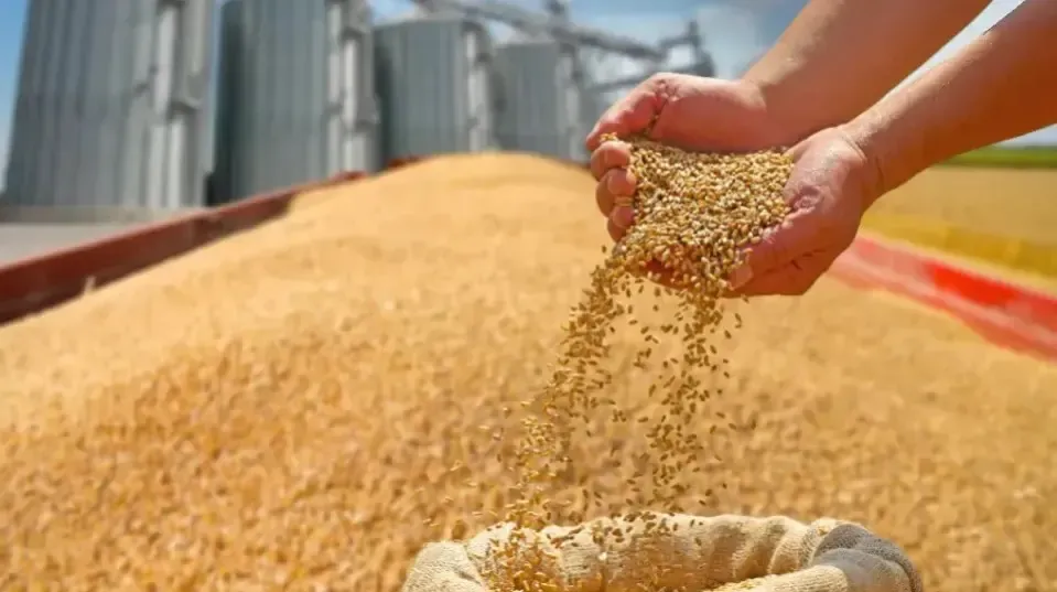 New Wheat and Barley Varieties in the Official Register