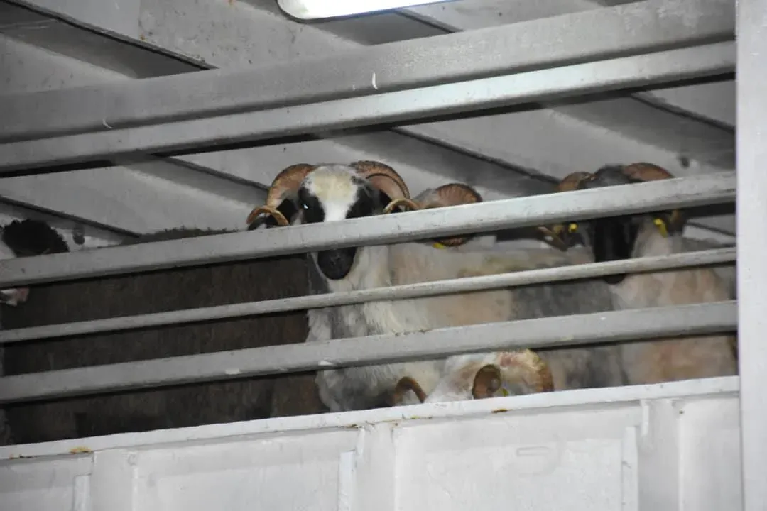 Next Eid al-Adha.. The President orders the import of one million sheep