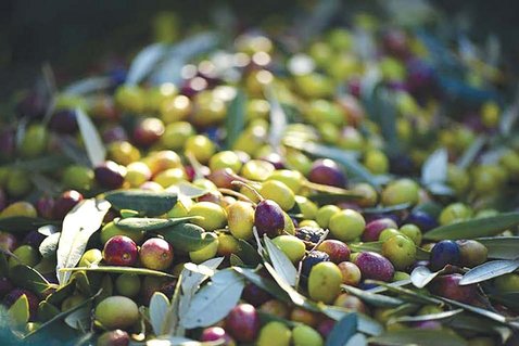 Olive cultivation in Béjaïa: A rising production facing persistent structural challenges