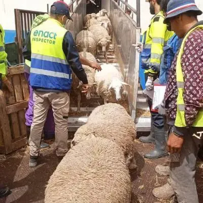 Oran.. Arrival of 19,000 sheep from Spain