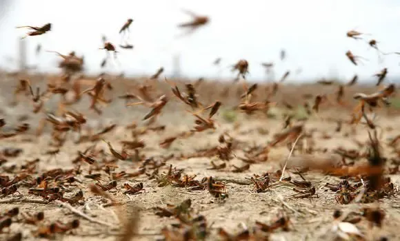 Orders to Activate Proactive Vigilance to Combat Locusts