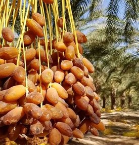 Ouargla: Achieving more than 920,000 quintals of dates