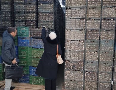 Oum El-Bouaghi: Garlic Stockpiling Operation Begins