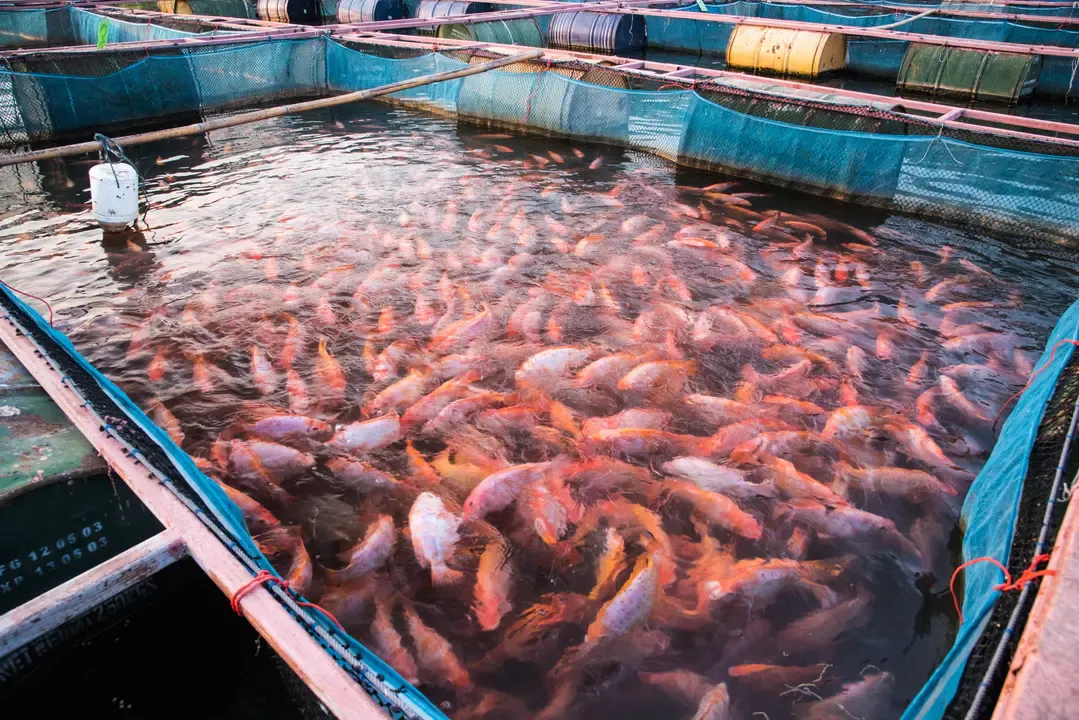 Platform for Marketing Types of Fish