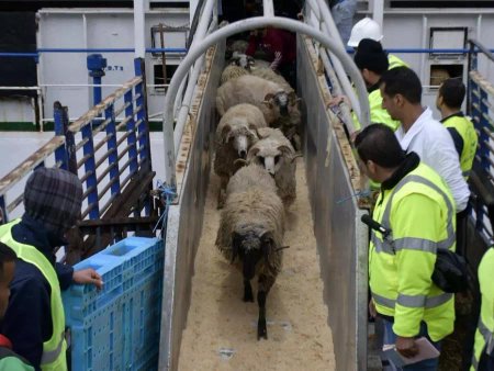 Political parties commend the President's decision to import one million sheep for Eid al-Adha