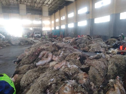 Positive results recorded by the national campaign for collecting and valuing sacrificial skins - Iqtissad Al Balad