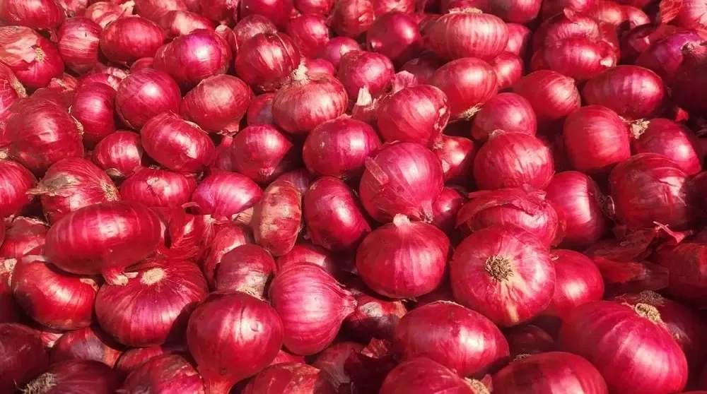 Production of more than 133,000 quintals of dry onions in Aflo