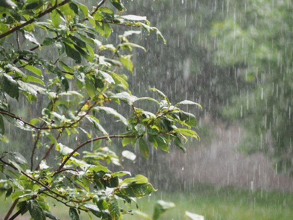 Rainwater: The Forgotten Wealth of Algerian Agriculture