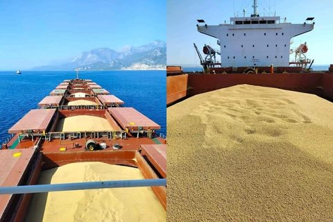 Recommendations to Enhance the Smooth Management of Grain Carriers at Algerian Ports