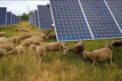 Red meat: building an integrated Algerian model to move out of the informal sector and stabilize prices