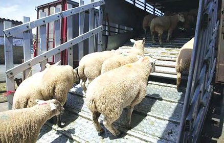 Red meats: Algeria adds Mauritania to its list of sheep suppliers