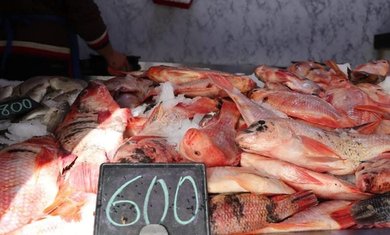 Red tilapia priced at 600 dinars per kilogram during Ramadan