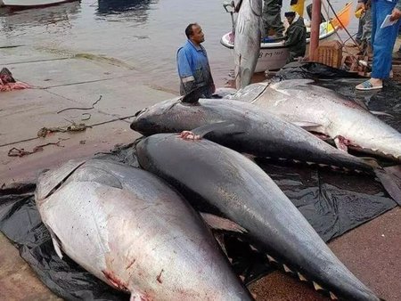 Red Tuna: Algeria Prepares for a New Phase