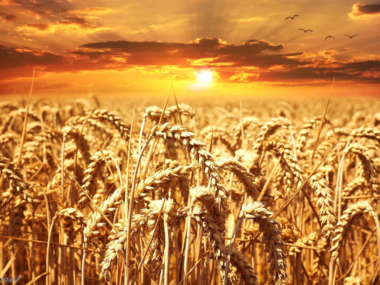 Registration of 6 new varieties of wheat and barley.. The university is at the service of national development - Iqtissad Al Balad
