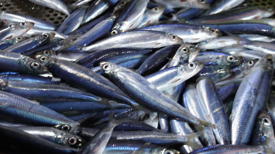 Registration of a New Fish Species in Algerian Waters