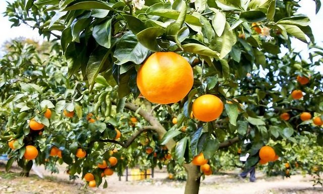 Result of a large-scale orchard planting operation: National citrus production reaches 18,000 quintals