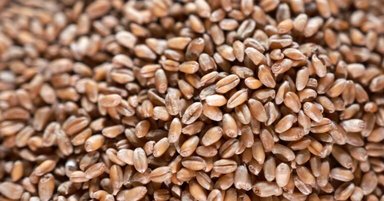 Rise in European Wheat Prices with Euro Decline