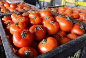 Russia and European countries refuse entry of tomatoes from Morocco due to carcinogenic substances