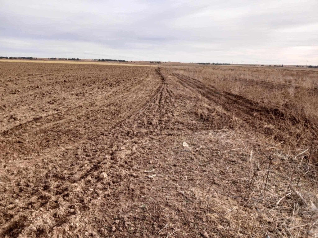 Saïda: Recovery of 1,000 hectares of unexploited agricultural land