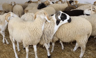 “Sheep Dates”.. An Innovative Product for Fattening Livestock in Biskra